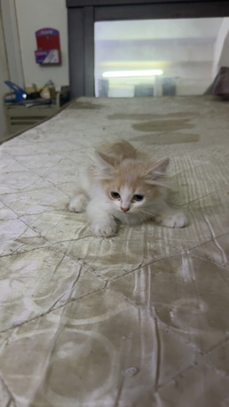 Jeddah, Farm & Garden, SAR 250,  KITTEN FOR SALE