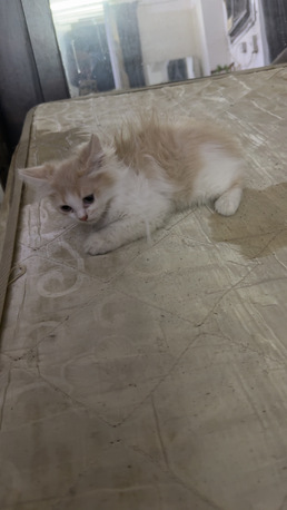 Jeddah, Farm & Garden, SAR 250,  KITTEN FOR SALE