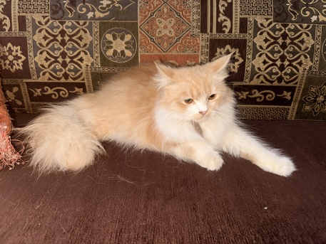 Jeddah, Farm & Garden, SAR 300,  MALE CAT FOR SALE