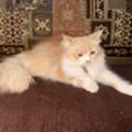 SAR 300,  MALE CAT FOR SALE