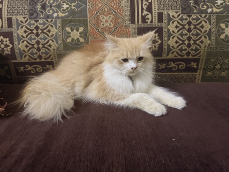 Jeddah, Farm & Garden, SAR 300,  MALE CAT FOR SALE