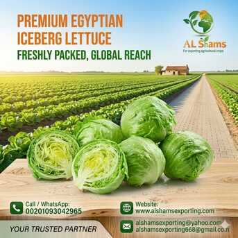 Milan, Farm & Garden, Iceberg Lettuce