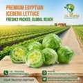 Iceberg Lettuce