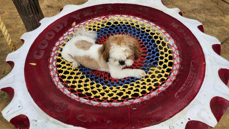 Gurgaon, Pet Sitting, Safe & Loving Pet Boarding In Gurugram &ndash; MS Happy Pet