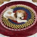 Safe & Loving Pet Boarding In Gurugram – MS Happy Pet