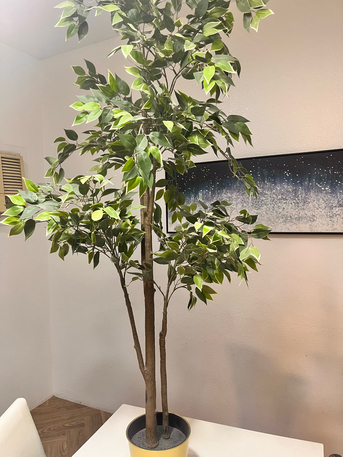 Riyadh, Farm & Garden, SAR 100,  IKEA Plants And Portrait