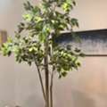 SAR 100,  IKEA Plants And Portrait