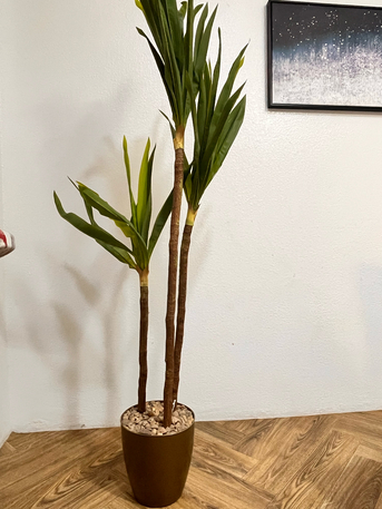Riyadh, Farm & Garden, SAR 100,  IKEA Plants And Portrait
