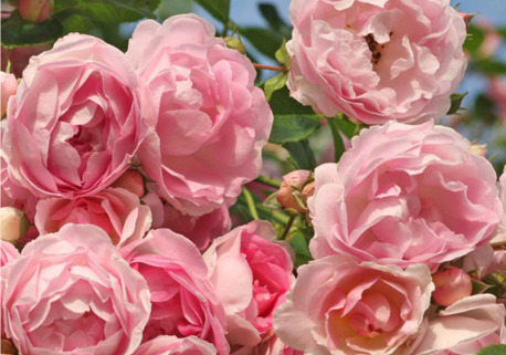 New York, Farm & Garden, USD 53,  Arborose&reg; Jasmina
