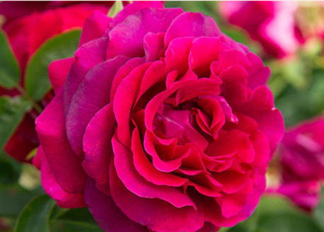 New York, Farm & Garden, USD 53,  Princess Elise&trade;