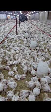 Jeddah, Business Partners, Broiler (meat Chicken)