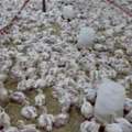 Broiler (meat Chicken)