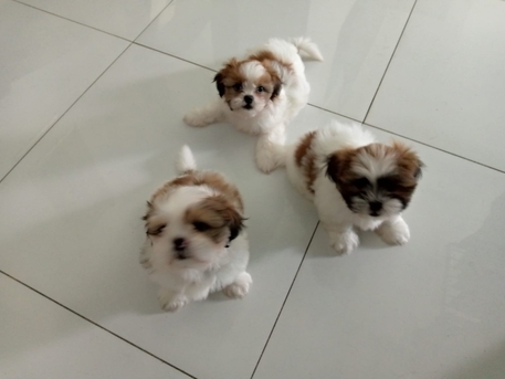 Janabiya, Pet Supplies, BHD 35,  Purebread Chitzu 1 Male Dog Puppy
