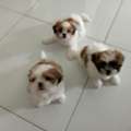 BHD 35,  Purebread Chitzu 1 Male Dog Puppy