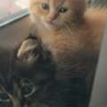 Kitten For Adoption