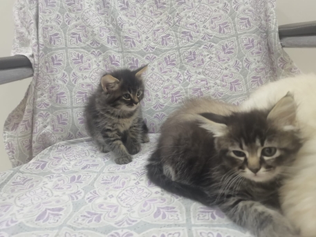 Manama, Pet Adoption, Kitten For Adoption