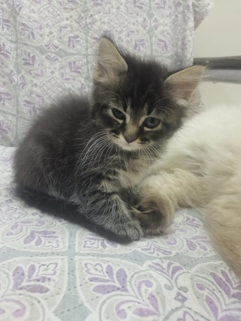 Manama, Pet Adoption, Kitten For Adoption