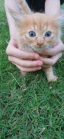 Manama, Pet Adoption, Kitten For Adoption