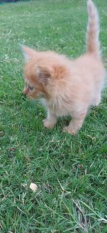 Manama, Pet Adoption, Kitten For Adoption