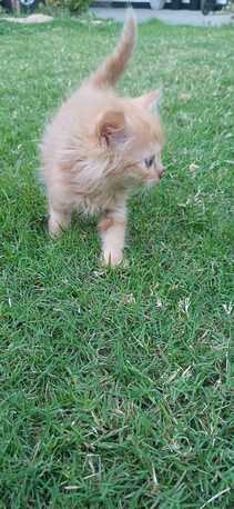 Manama, Pet Adoption, Kitten For Adoption