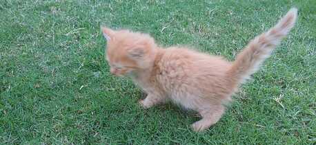 Manama, Pet Adoption, Kitten For Adoption