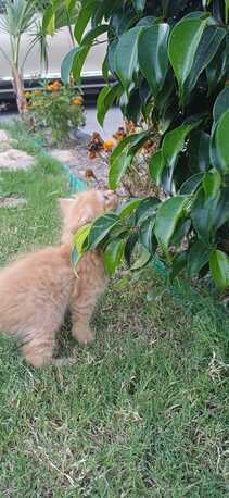 Manama, Pet Adoption, Kitten For Adoption