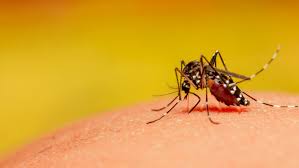 Jumeirah Beach Residence, Pest Control, Low Cost Mosquito Control Al Furjan