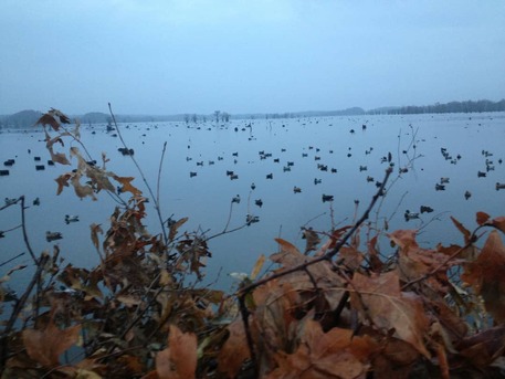 New York, Labor/Moving, The Best Duck Hunting Trips In America
