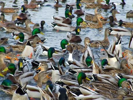 New York, Labor/Moving, The Best Duck Hunting Trips In America