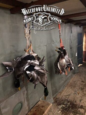 New York, Labor/Moving, The Best Duck Hunting Trips In America