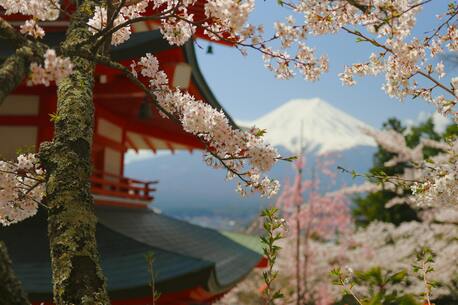Chandigarh, Travel, Searching Japan Travel Packages From India? Is This 8-Day Route The Best Choice?