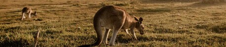 Sydney, Travel, Premium Hunter Valley Airport Transfer