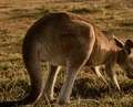 Premium Hunter Valley Airport Transfer
