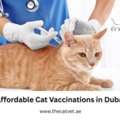Affordable Cat Vaccinations In Dubai