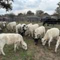Expert Ranch Management Services For Landowners