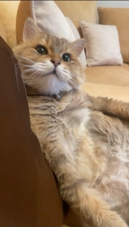Manama, Pet Adoption, Cat For Adoption