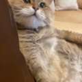Cat For Adoption
