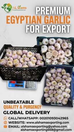Warsaw, Farm & Garden, FRESH GARLIC