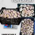 FRESH GARLIC