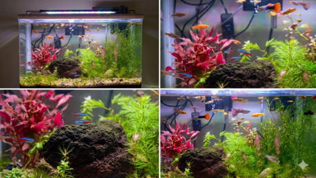 Dammam, Pet Supplies, SAR 200,  Natural Planted Aquariums For Sale