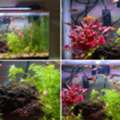 SAR 200,  Natural Planted Aquariums For Sale