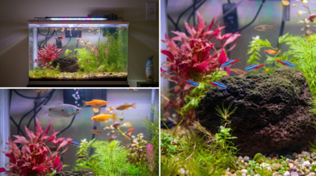 Dammam, Pet Supplies, SAR 200,  Natural Planted Aquariums For Sale