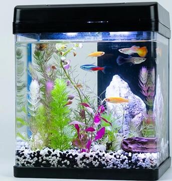 Dammam, Pet Supplies, SAR 200,  Natural Planted Aquariums For Sale