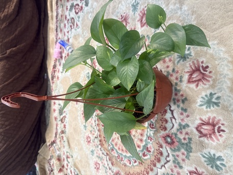 Khobar, Farm & Garden, SAR 70,  Fresh Plant