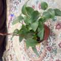 SAR 70,  Fresh Plant