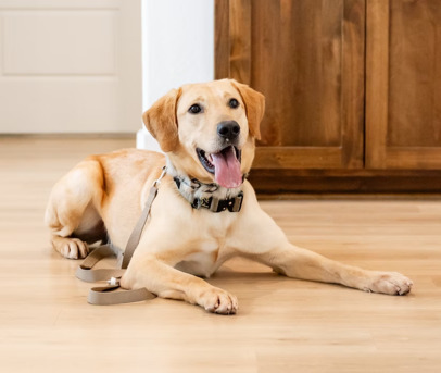 New York, Business, Mold Dog USA