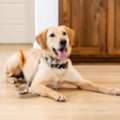 Mold Dog USA