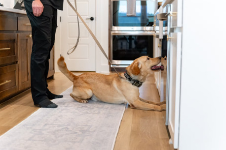 New York, Business, Mold Dog USA