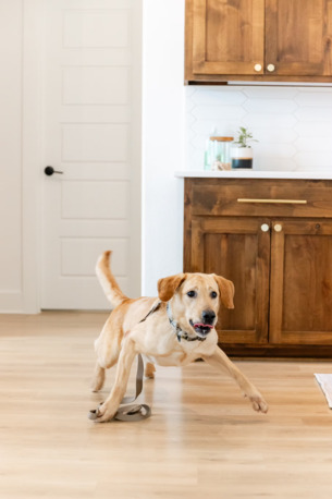 New York, Business, Mold Dog USA