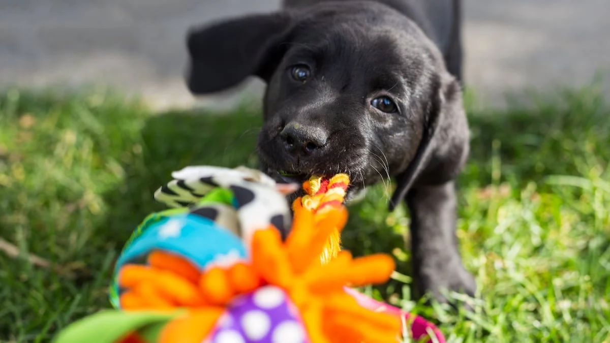 Toronto, Pet Supplies, Purebred Labrador Puppies With Excellent Temperament